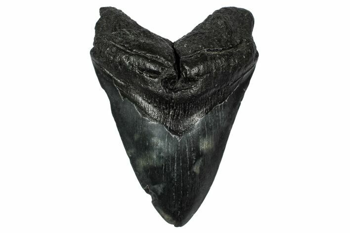 Fossil Megalodon Tooth - South Carolina #345809